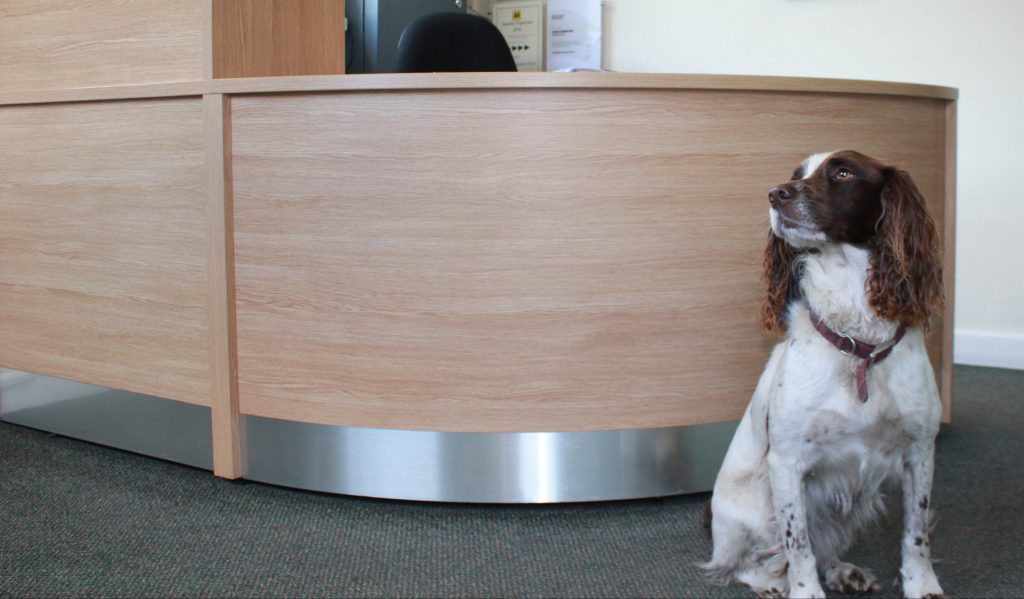 Murphy Wightman spaniel at Old Hall reception