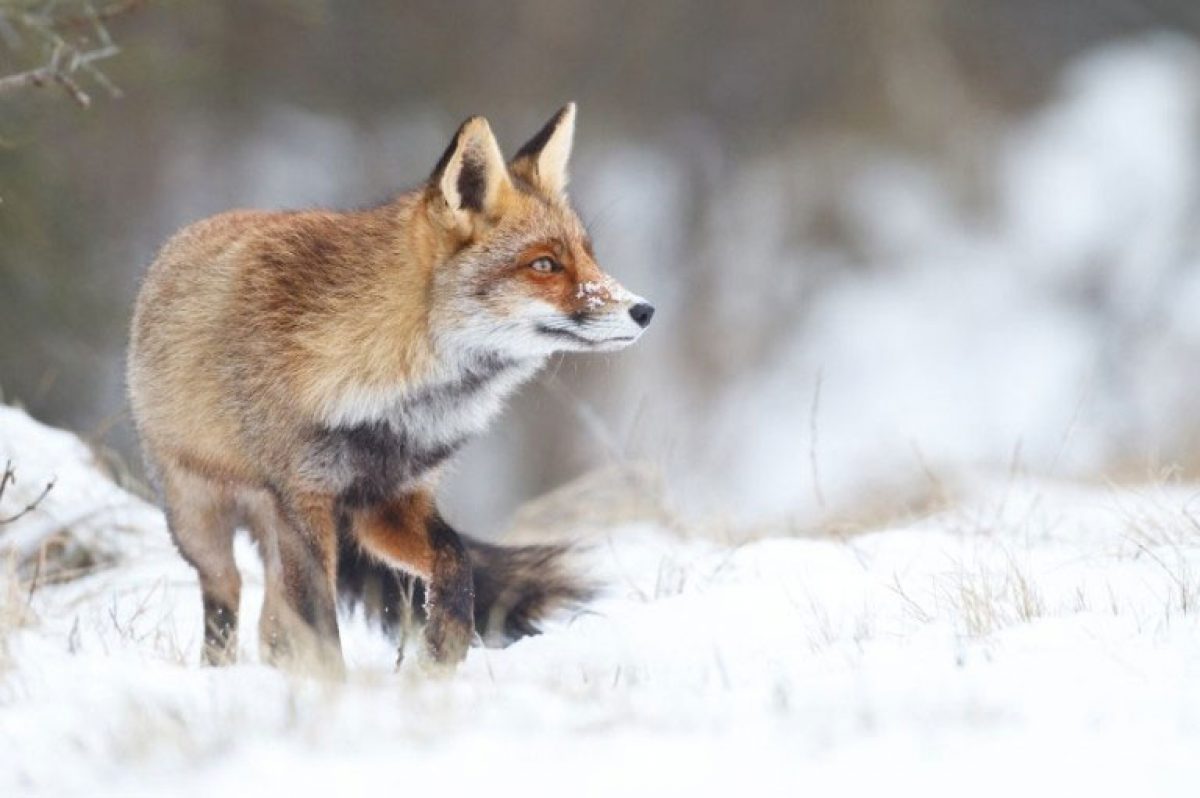 Wildlife Spotlight Red Fox Old Hall Caravan Park