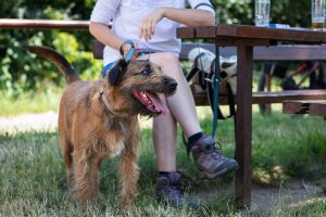 Refreshment during hiking with dog.